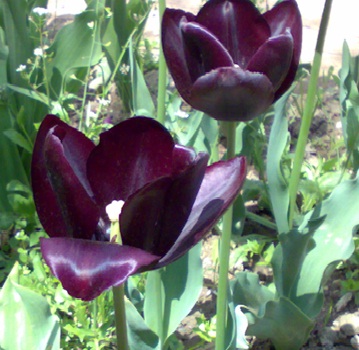 Два черных тюльпана
